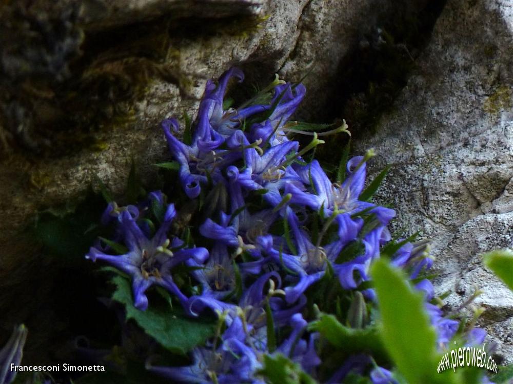 44 Particolari fiori tra le rocce della baita.JPG